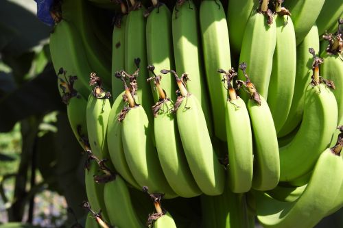Bananas, Dirvožemio Bananai, Vaisiai, Atogrąžų, Maistas, Augimas, Sodinti, Augalas, Žemdirbystė, Nesubrendusio