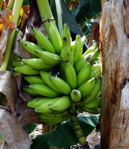 Bananas, Žalias, Plantakas, Krūva, Vaisiai, Indija