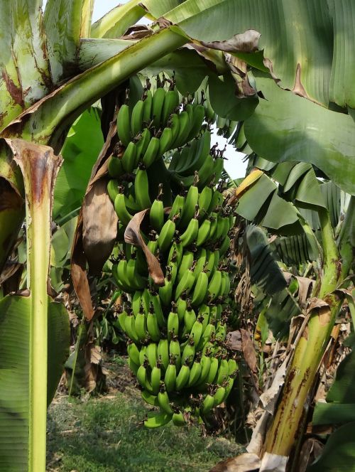 Bananas, Prabangus, Krūva, Vaisiai, Žalias, Plantacija, Atogrąžų, Indija