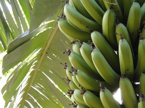 Bananų,  Augalų,  Vaisių,  Tropinis