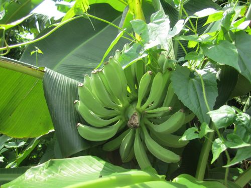 Bananas, Žalias Lapas, Vasara