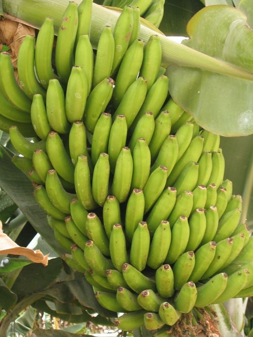 Bananas, Tenerifė, Plantacija, Vaisiai