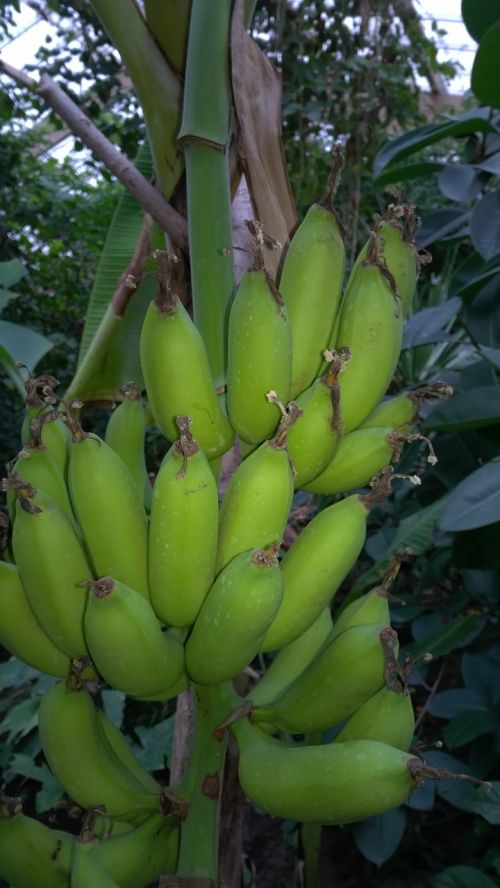 Bananas, Krūmas, Bananinis Krūmas, Bananų Augalas