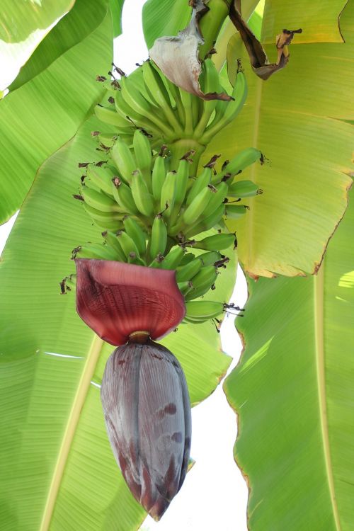 Bananas, Žydi, Tropikai
