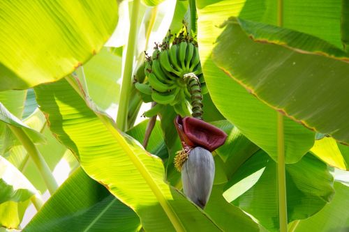 Bananas, Augalas, Bananinis Krūmas, Bananų Medis, Žiedynas, Žalias