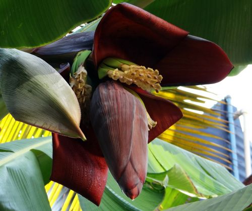 Bananų Žiedai, Bananų Medis, Bananas, Gėlės, Vaisiai, Indija