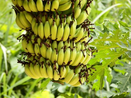 Bananas,  Krūva,  Bananai,  Auga,  Medis,  Augalas,  Atogrąžų,  Vaisiai,  Vaisiai,  Geltona,  Prinokę,  Šviežias,  Vitaminai,  Sveikas,  Bananų Krūva