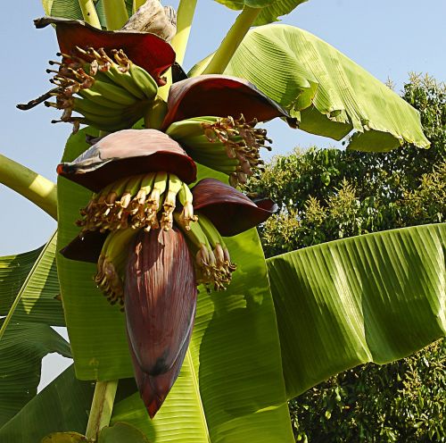 Bananų Gėlė, Maži Bananai, Krūmas, Tailandas