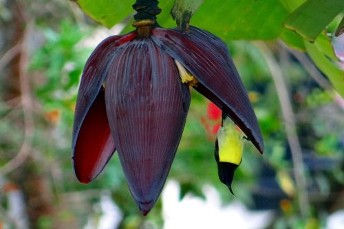 Bananų Gėlė, Saulėlydis, Violetos Spalvos Saulėlydis, Patinas, Dharwad, Indija