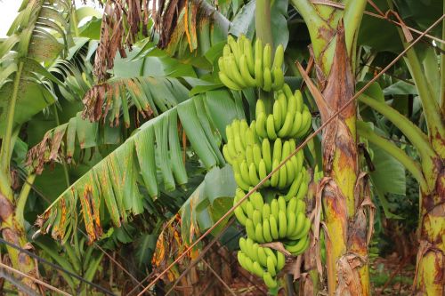 Bananų Derlius, Bananų Audinių Kultūros Derlius, Nano Bananų Audinių Kultūra