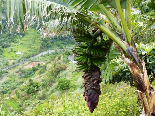 Bananų Palmių, Žiedas, Žydėti, Madeira