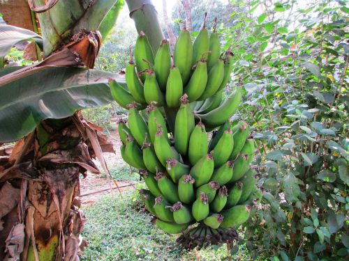 Bananų Augalas, Bananų Medis, Egzotiškas, Bananai, Dharwad, Indija, Žalias, Neprinokęs