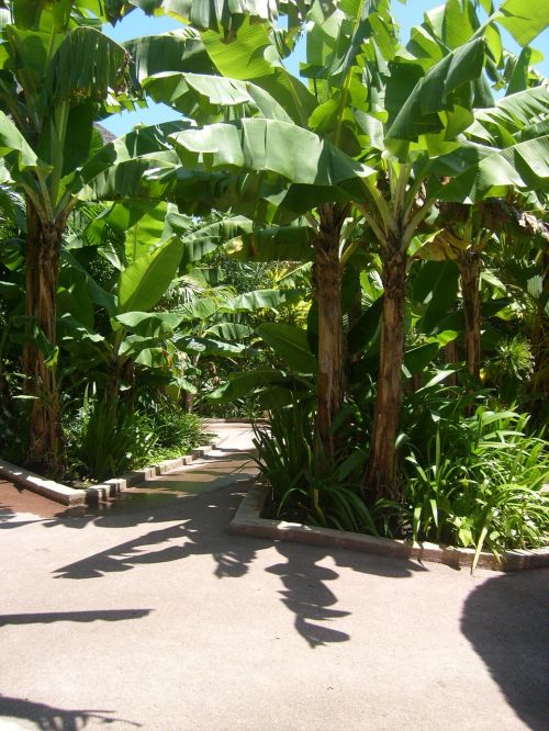 Bananų Plantacijos, Bananas, Kelias, Gamta, Lapai, Medis