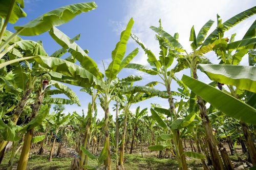 Bananų Plantacijos, Afrika, Žemdirbystė
