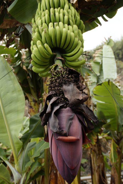 Bananų Plantacijos, Bananų Auginimas, Auginimas, Bananas, Bananų Augalas, Vaisiai, Žiedas, Žydėti, Nesubrendusio, Vaisiai, Augalas, Maistas, Krūmas, Žalias, Bananinis Krūmas, Tropiniai Vaisiai, Plantacija, Augti