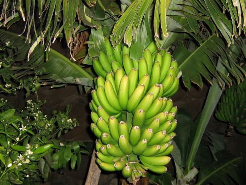 Bananinis Krūmas, Vaisiai, Bananai