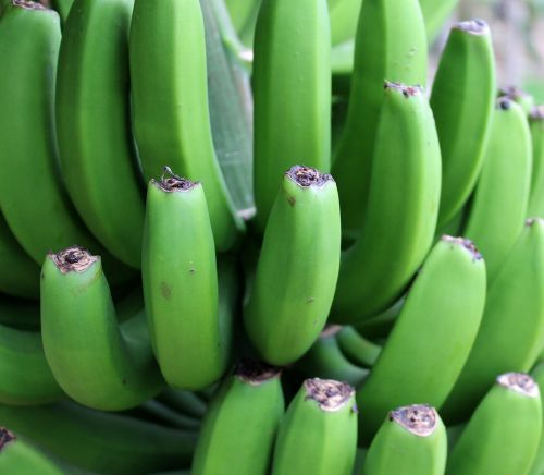 Bananas, Žalias, Krūmas, Vaisiai, Vaisiai, Vitaminai, Uždaryti