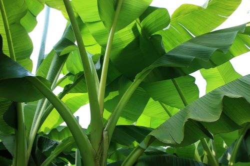 Bananinis Krūmas, Augalas, Žalias, Bananų Augalas, Krūmas, Atogrąžų, Gamta, Bananų Lapai