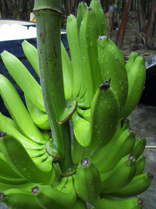 Bananinis Krūmas, Cavendish Veislė, Bio, Ecuador, Derlius