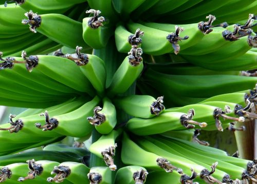 Bananinis Krūmas, Bananas, Maistas, Vaisiai, Žalias, Sveikas, Vitaminai