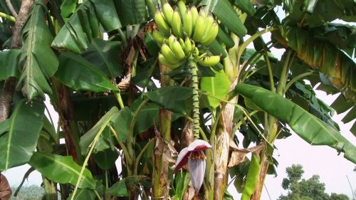 Bananas,  Medis,  Supjaustytas,  Gėlė,  Bananų Medis