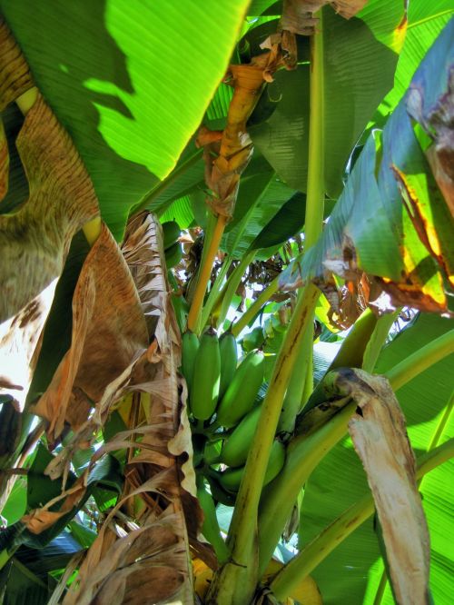 Medis,  Bananas,  Lapai,  Didelis,  Ventiliatorius,  Bananų Medis