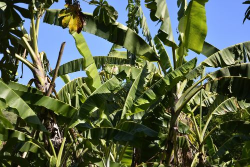 Bananų Medis, Gamta, Žalias