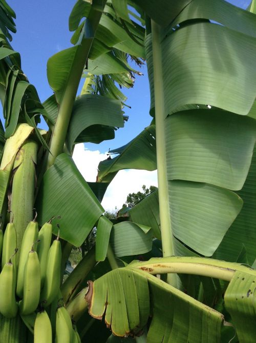 Bananų Medis, Bananai, Vaisiai, Sultingas, Maistas, Prinokę, Sveikas, Šviežias, Mityba, Vegetariškas, Skanus, Mityba, Sveikata, Ingredientas, Skanus, Žaliavinis, Maistingas, Augalas, Natūralus, Botanikos, Ekologiškas, Botanika, Žolė, Žemdirbystė, Lauke, Aplinka, Sodininkystė, Augmenija, Lapija, Žalias