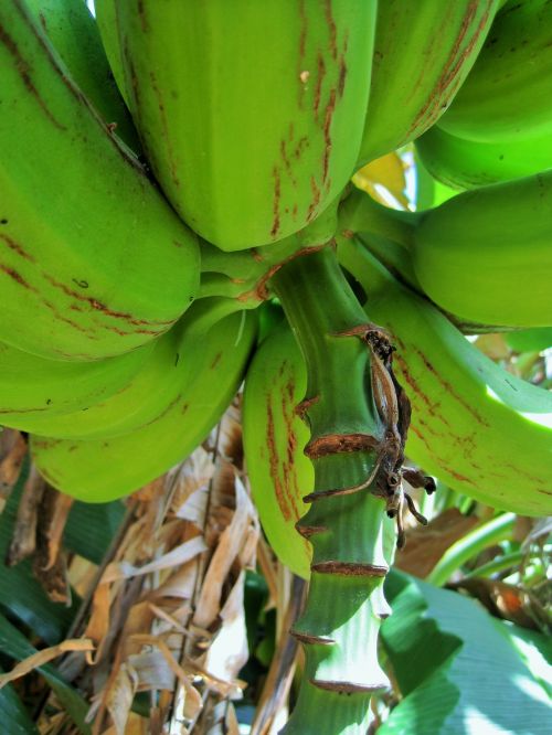 Bananų Medis, Medis, Bananas, Vaisiai, Bananai, Žalias, Krūva