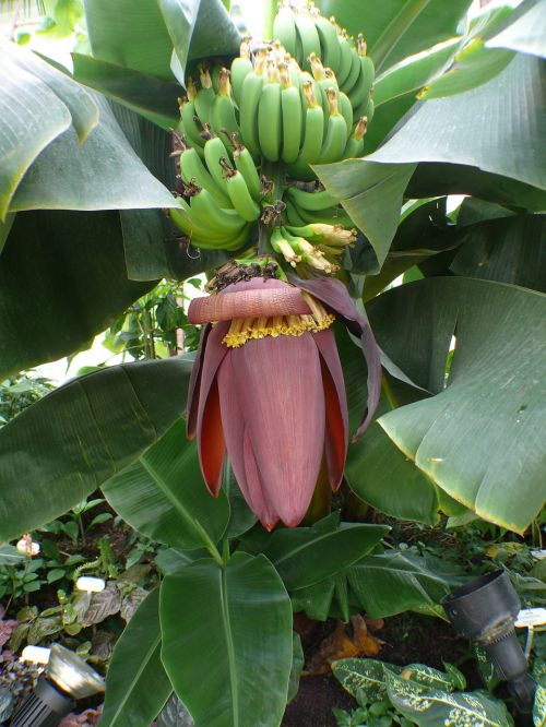 Bananų Medis, Bananai, Krūmas, Bananinis Krūmas, Vaisiai, Lapai, Žiedynai, Bananų Augalas, Augalas, Bananų Medžiai, Bananas, Vaisiai, Sveikas