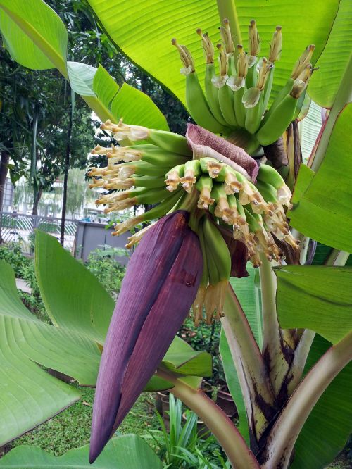 Bananas & Nbsp,  Gėlė,  Kūdikis & Nbsp,  Bananas,  Bananų Medžio Gėlė