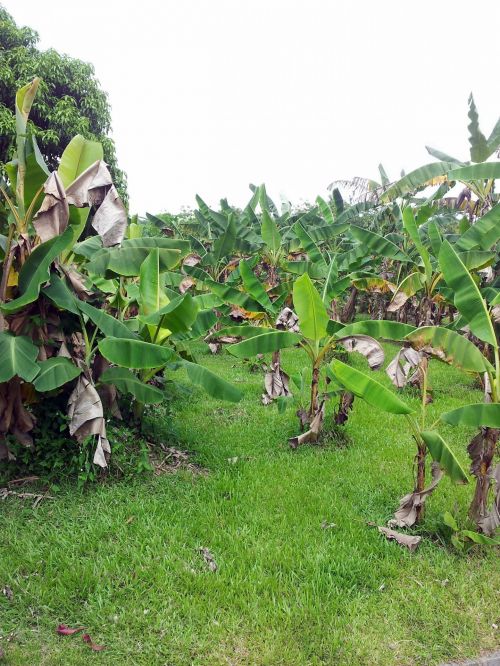 Bananas,  Medis,  Augalas,  Laukas,  Ūkis,  Bananų Medžių Augalų Laukas