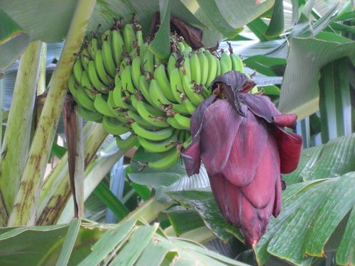 Bananas,  Medis,  Lapai,  Vaisiai,  Bananų Medis