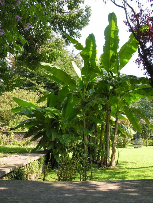 Bananų Medžiai, Villa Taranto, Lago Maggiore