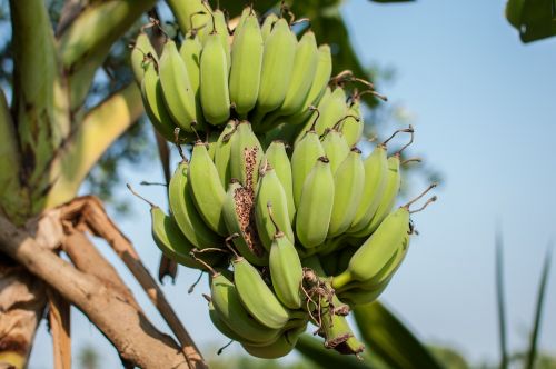 Bananai, Auginama Banana, Žalias, Vaisiai, Sveikata, Maistas, Sveikas Maistas, Valgomas Maistas, Gamta, Tailandas, Gyvenimo Būdas