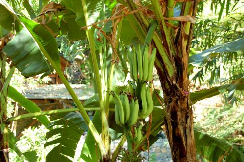 Bananai, Bali, Gamta, Vaisiai