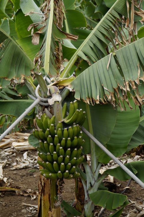 Bananai, Bananinis Krūmas, Bananų Plantacijos, Bananas, Bananų Augalas, Žalias, Vaisiai, Maistas, Bananų Medis, Augalas, Atogrąžų, Bananų Lapai, Vaisiai, Tenerifė, Žemdirbystė, Auginimas, Plantacija, Palaikoma, Sunku, Parama, Krūmas, Egzotiškas, Vaisių Auginimas, Kultivuoti, Tropikai