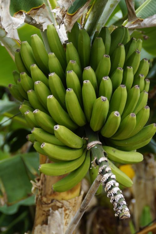 Bananai, Bananinis Krūmas, Bananų Plantacijos, Bananas, Bananų Augalas, Žalias, Vaisiai, Maistas, Bananų Medis, Augalas, Atogrąžų, Bananų Lapai, Vaisiai, Tenerifė, Žemdirbystė, Auginimas, Plantacija, Palaikoma, Sunku, Parama, Nesubrendusio