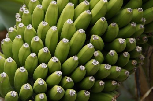 Bananai, Bananinis Krūmas, Uždaryti, Krūmas, Vaisiai, Bananų Augalas, Sveikas, Žalias, Augalas, Vaisiai, Maistas, Žiedynai, Atogrąžų