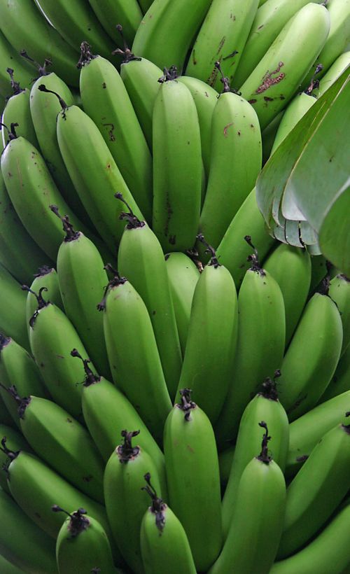 Bananas,  Vaisiai,  Neprinokęs,  Žalias,  Krūva,  Atogrąžų,  Bananai