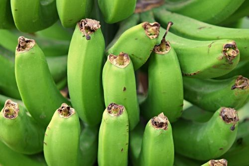 Bananai, Bananinis Krūmas, Atogrąžų Vaisiai, Nesubrendusio, Žalias, Subrendęs, Vitaminai, Vaisiai, Atogrąžų, Kreivas, Krūmas, Vaisiai, Bananų Augalas, Augalas, Sveikas, Maistas, Uždaryti