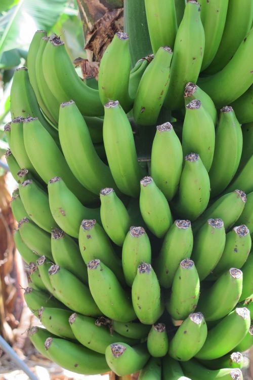 Bananai, Žalias, Vaisiai, Krūmas, Vaisiai