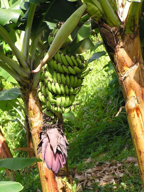 Bananai, Medis, Augalas, Vaisiai, Sveikas, Maistas, Bananinis Krūmas, Mityba, Bananų Augalas, Valgyti, Saldus, Žiedas, Žydėti