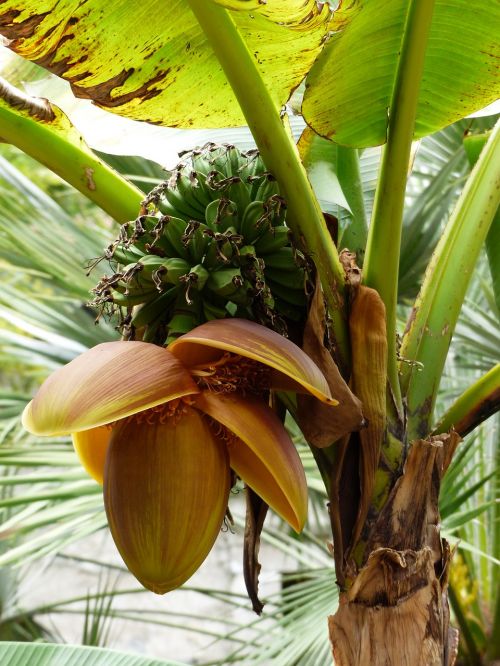 Bananai, Bananinis Krūmas, Augalas, Krūmas, Žalias, Nesubrendusio, Bananų Augalas, Auginimas, Vaisiai, Tropiniai Vaisiai, Vaisiai, Maistas, Vitaminai, Žiedas, Žydėti, Gėlė, Derlius