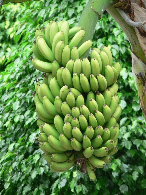 Bananai, Žalias, Medis, Bananas, Medžiai, Augalai, Flora