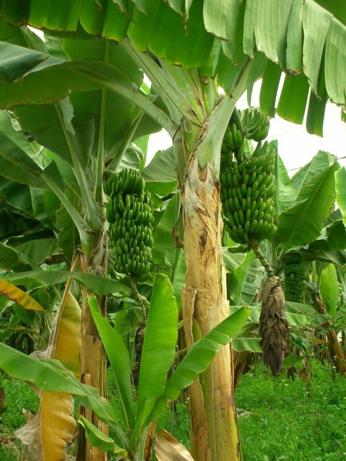 Bananai, Bananų Medžiai, Bananų Plantacijos, Plantacija, Vaisių Auginimas, Žalias, Sodas