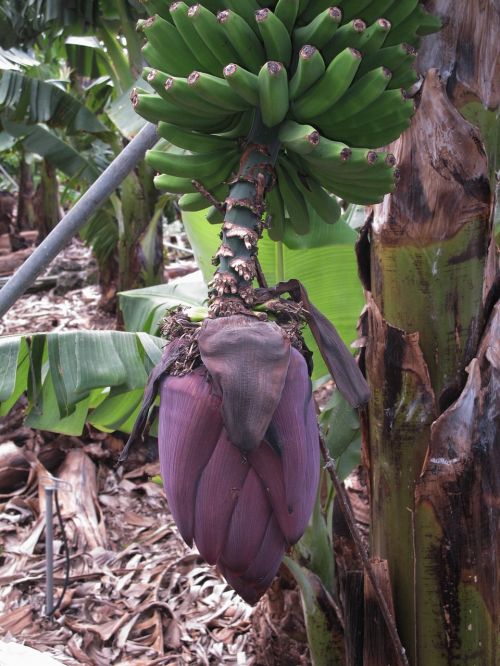 Bananai, Bananinis Krūmas, Bananų Gėlė, La Palma, Bananų Plantacijos