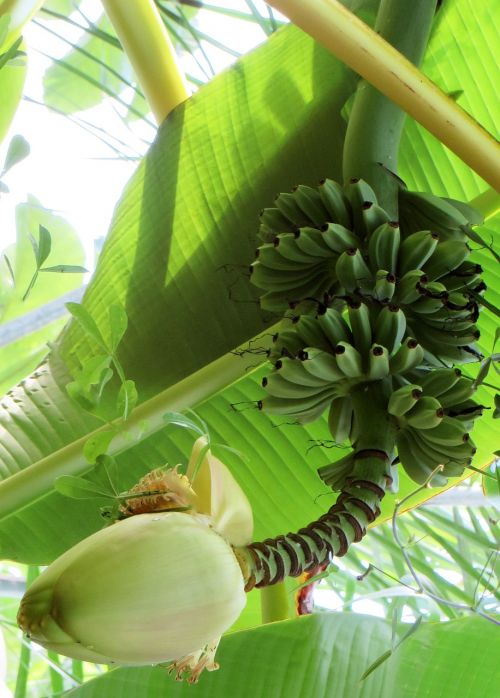 Bananai, Bananinis Krūmas, Bananų Gėlė, Atogrąžų