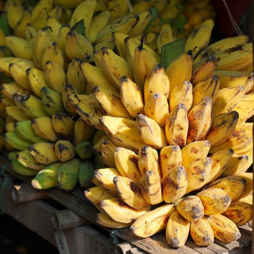 Bananai, Bananinis Krūmas, Vaisiai, Geltona, Maistas, Burma, Mianmaras
