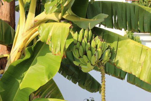 Bananai, Delnas, Medis